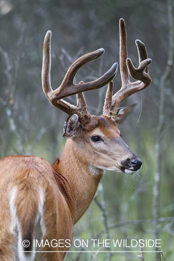 White-tailed deer in velvet