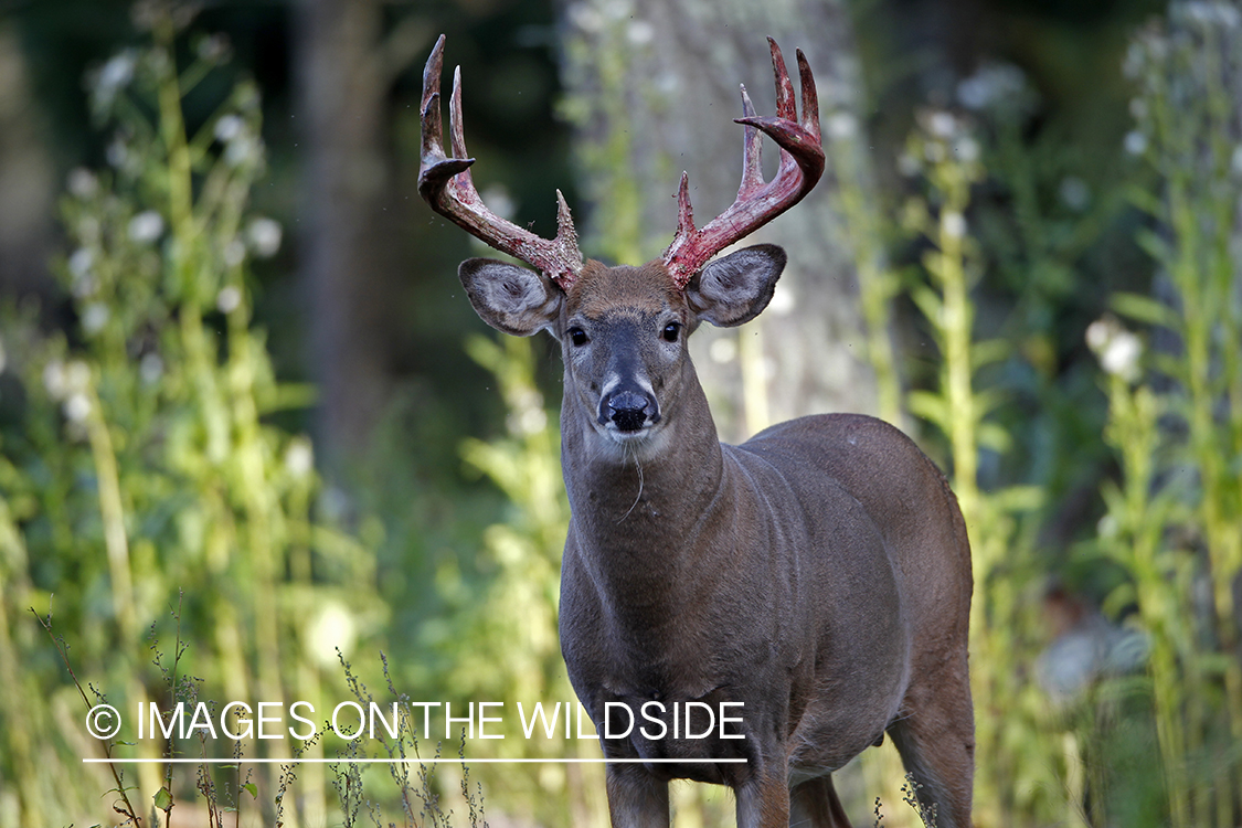 White-tailed buck in velvet 