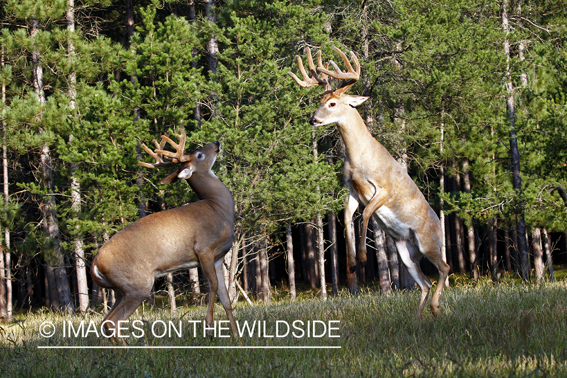 White-tailed bucks fighting