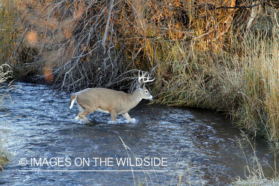 White-tailed buck in habitat. 