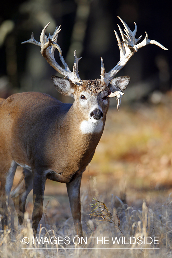 White-tailed buck in habitat. 