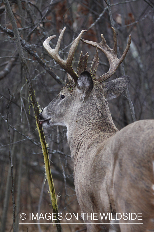 White-tailed buck rubbing tree. 