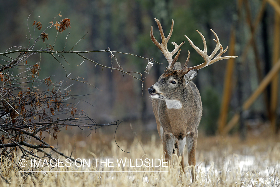 White-tailed buck in habitat. *