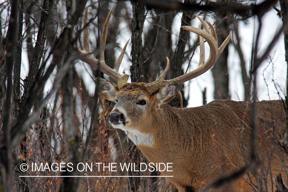 White-tailed buck in habitat. 