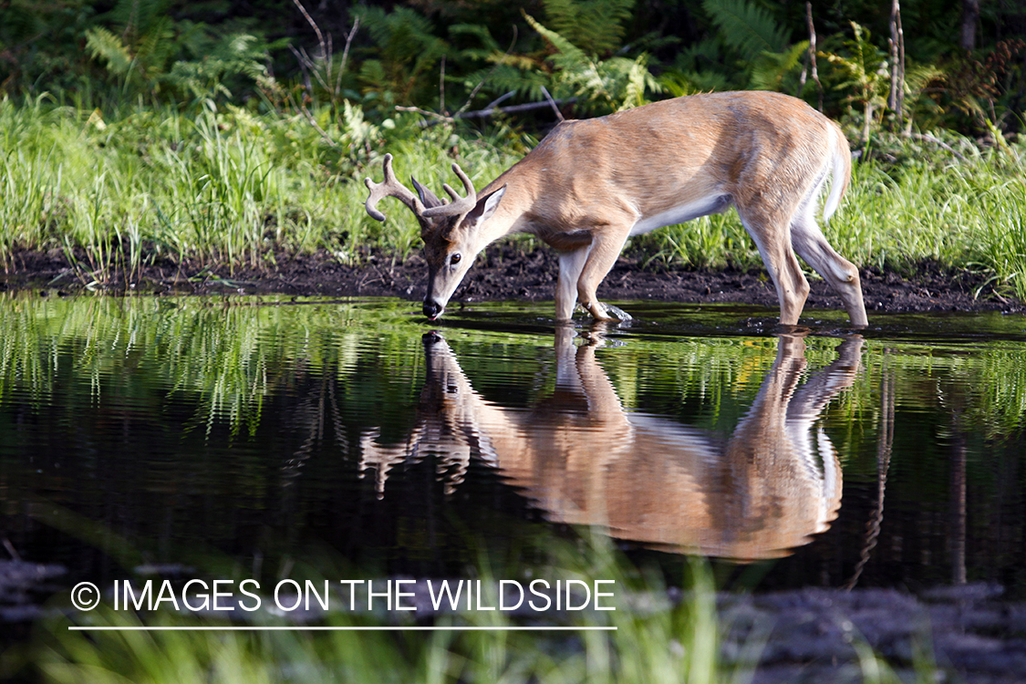 White-tailed buck in habitat. 