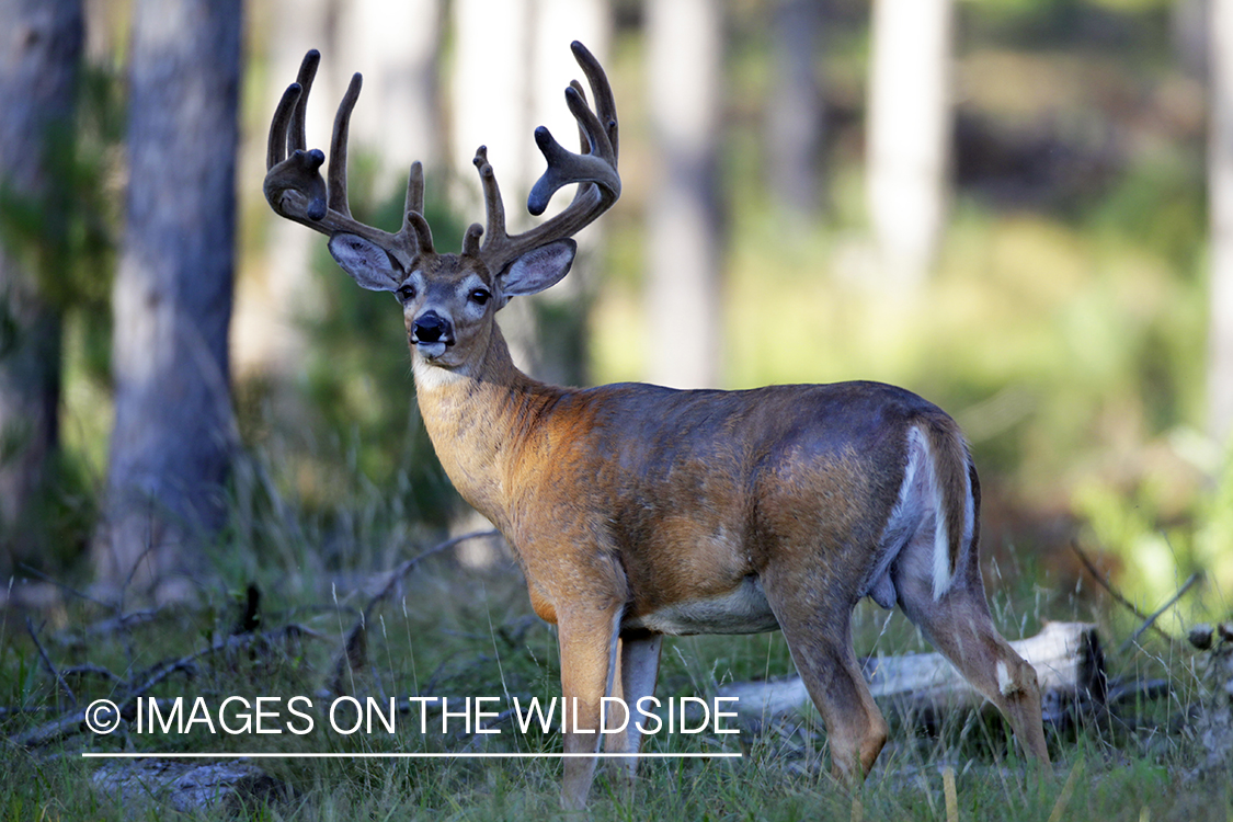 White-tailed buck in velvet.  