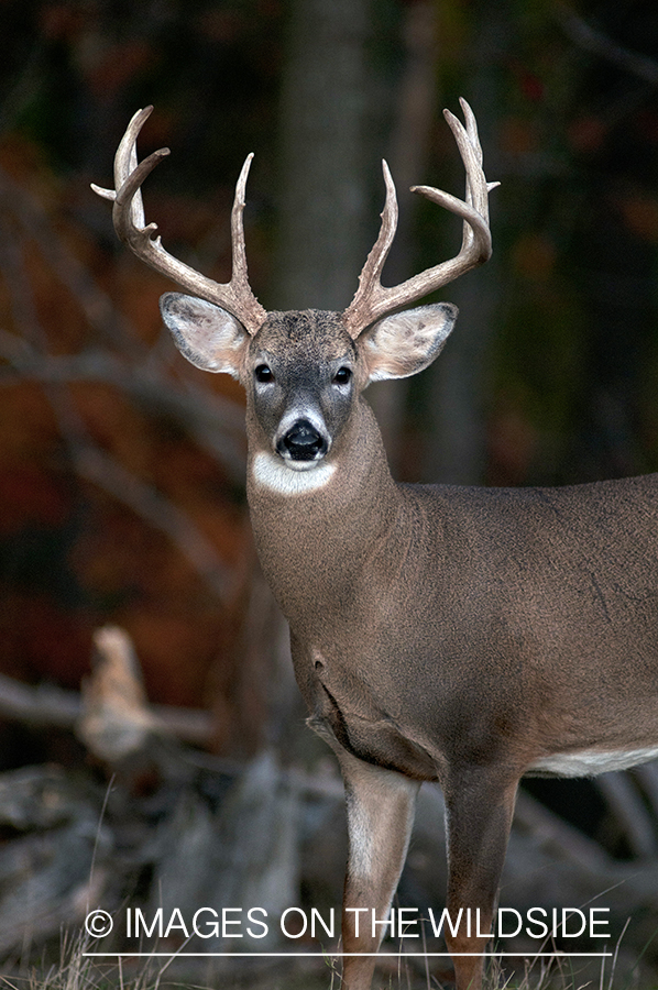 White-tailed buck in habitat. 