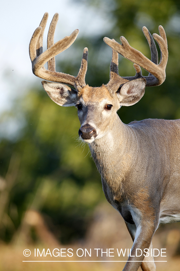 White-tailed buck in velvet.  