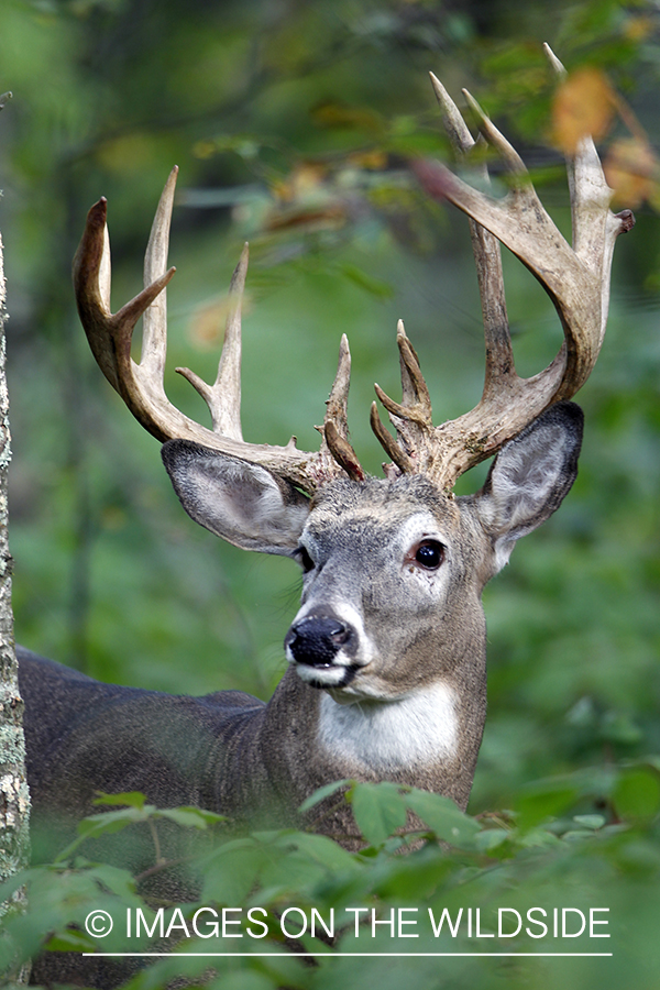 White-tailed buck in habitat.  