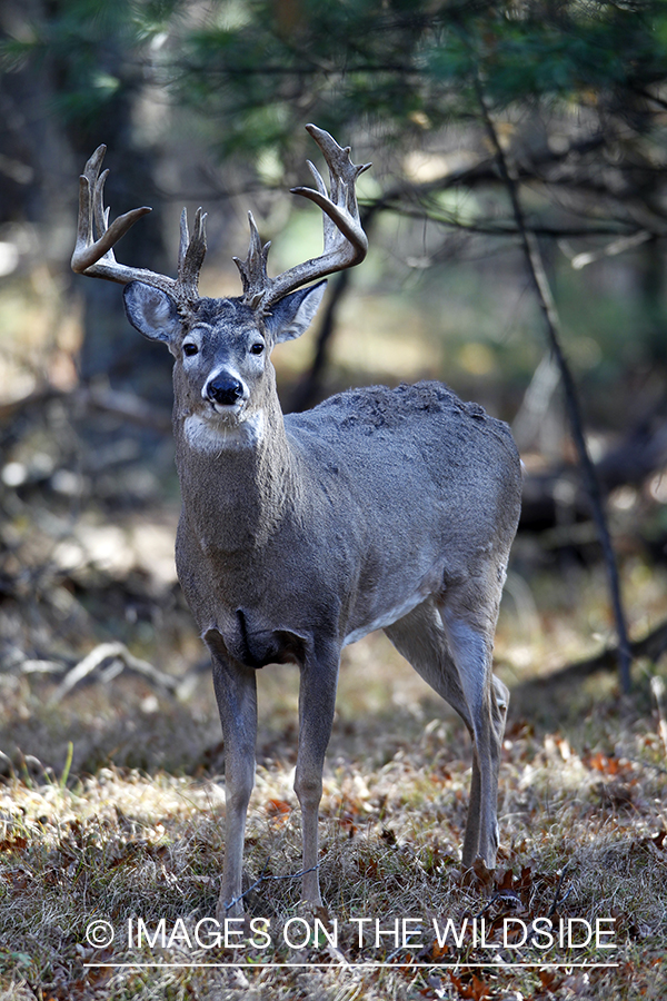 White-tailed buck in habitat. 