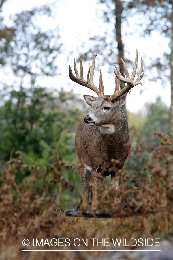 White-tailed buck in habitat. 