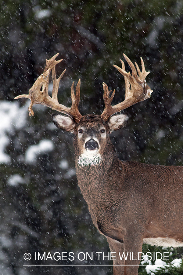 White-tailed buck in habitat. 