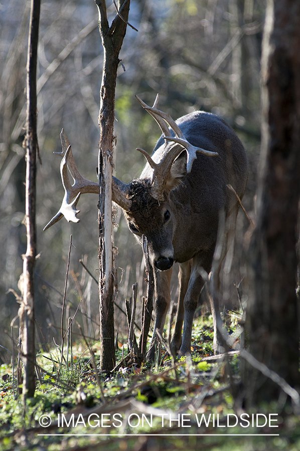 White-tailed buck rubbing branch. 