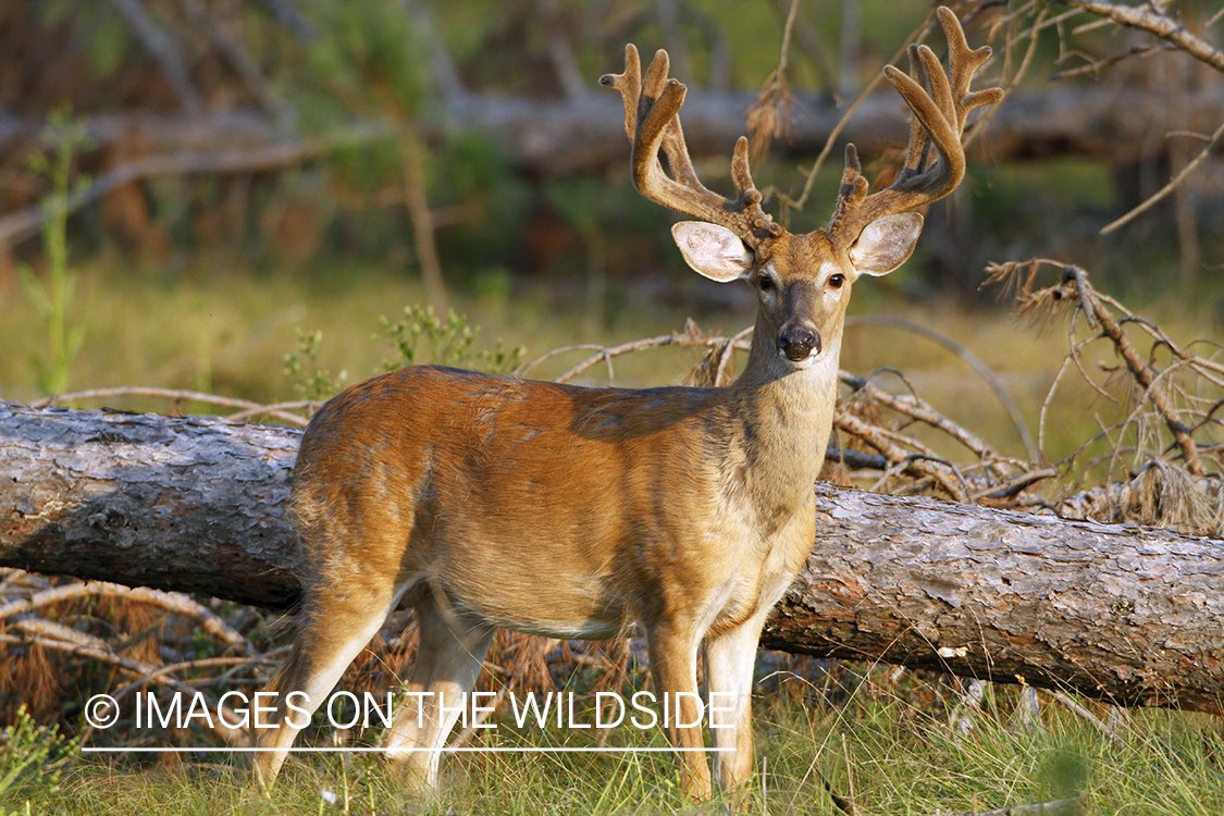 White-tailed buck in velvet.