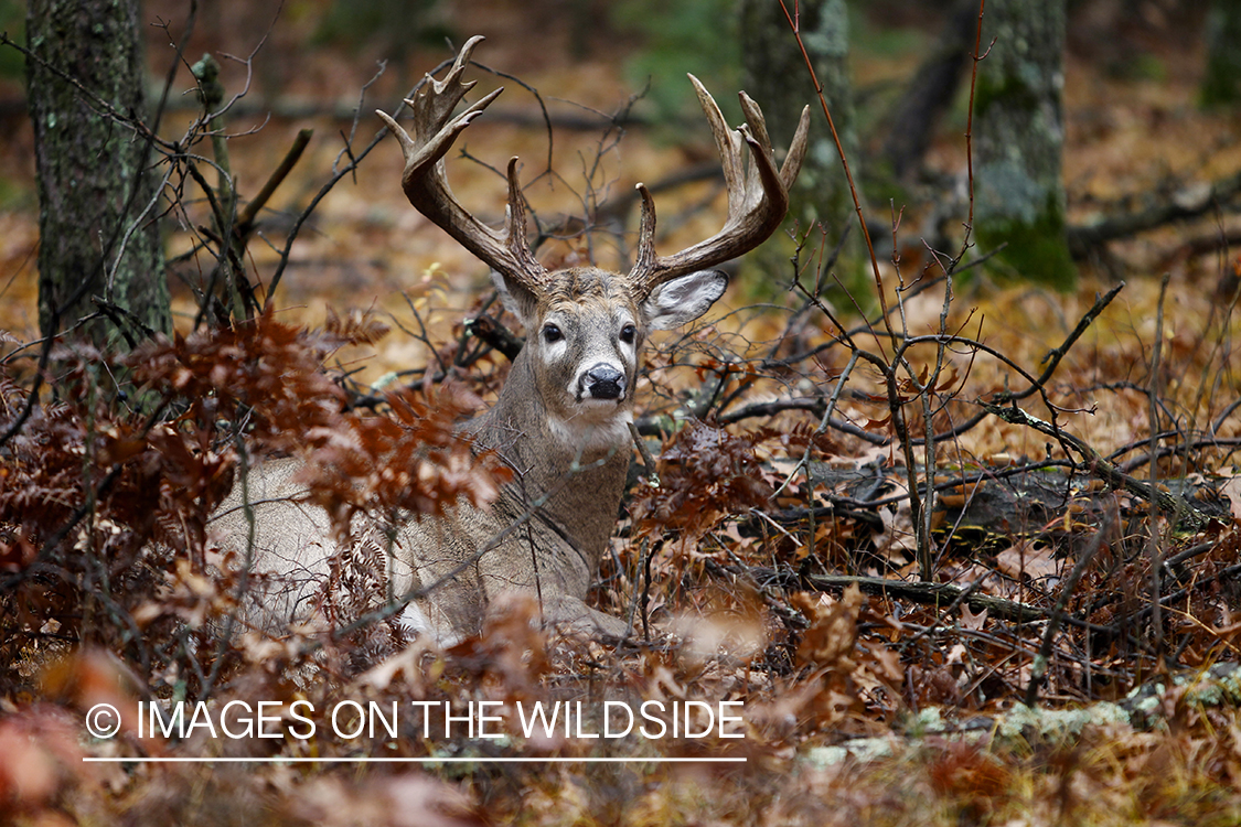 White-tailed buck laying in forest.