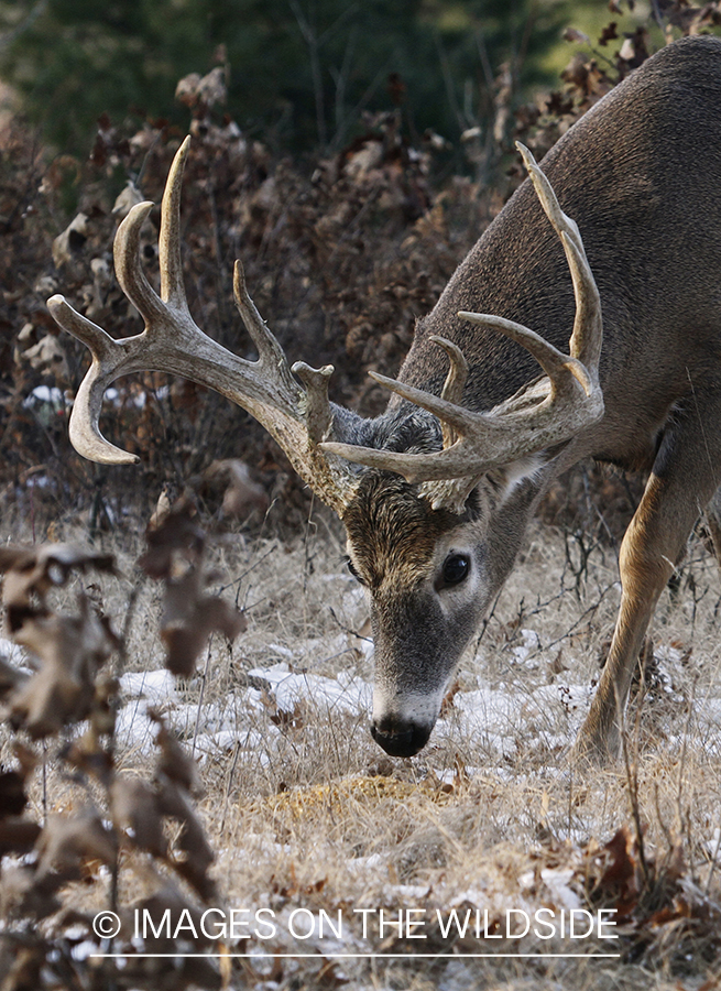 White-tailed buck in habitat.