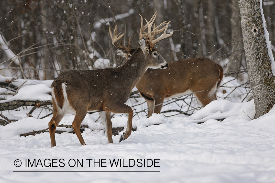 White-tailed bucks in winter habitat.