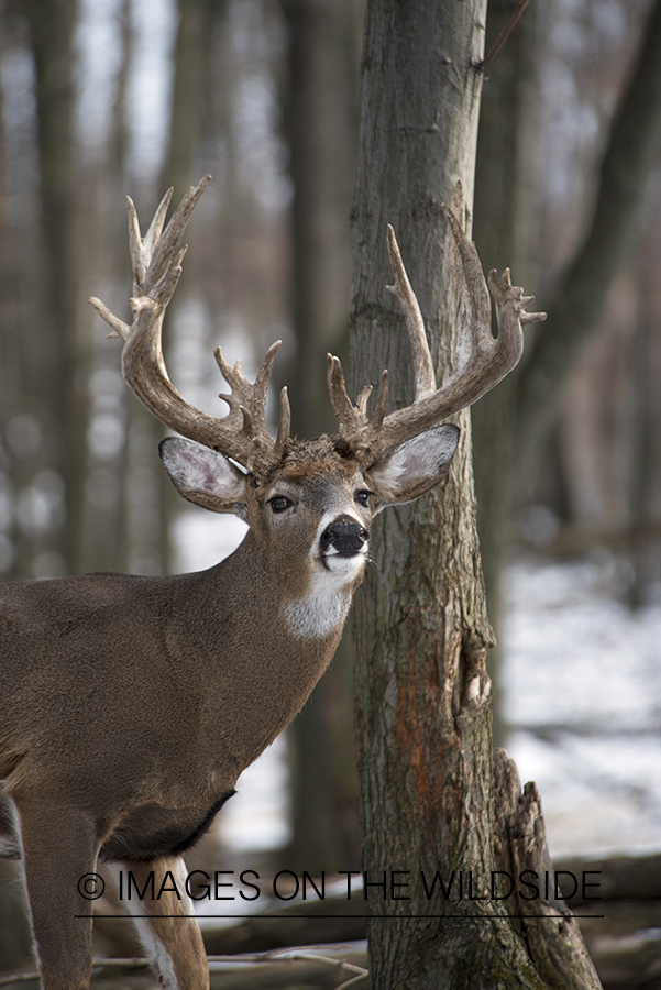 White-tailed buck in habitat.