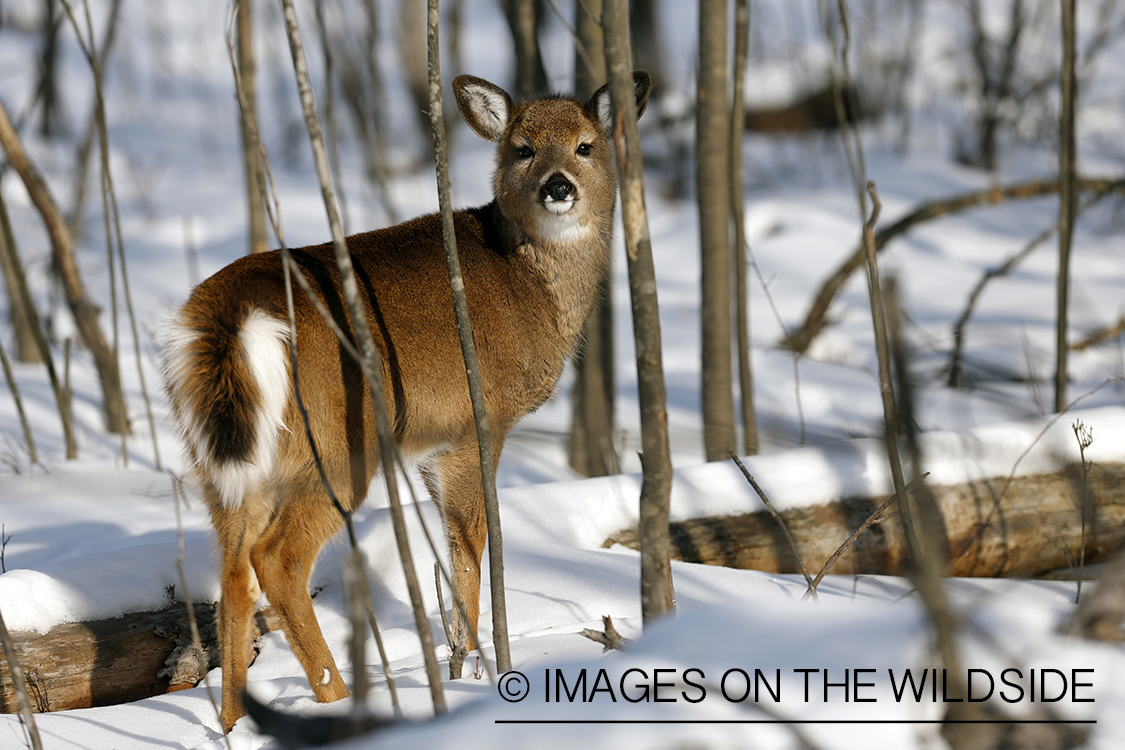 White-tailed fawn in winter habitat.