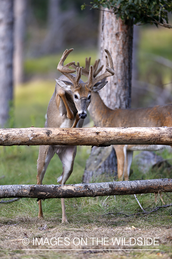 White-tailed buck in habitat.