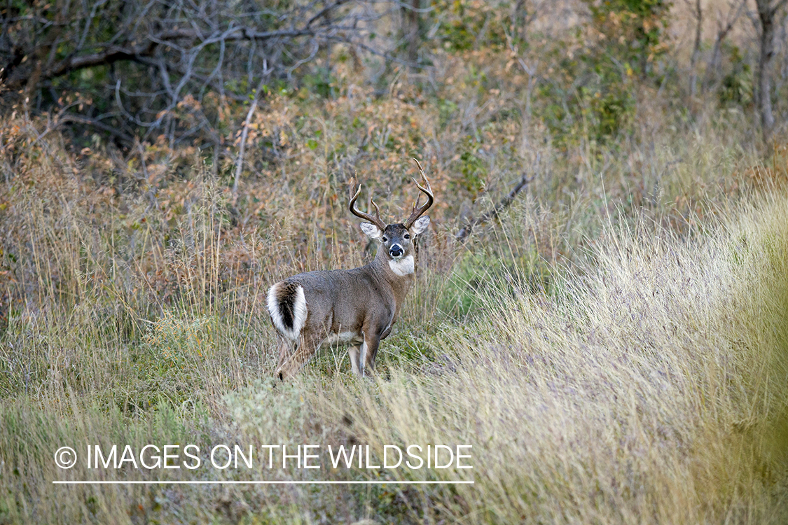 White-tailed buck in habitat. 