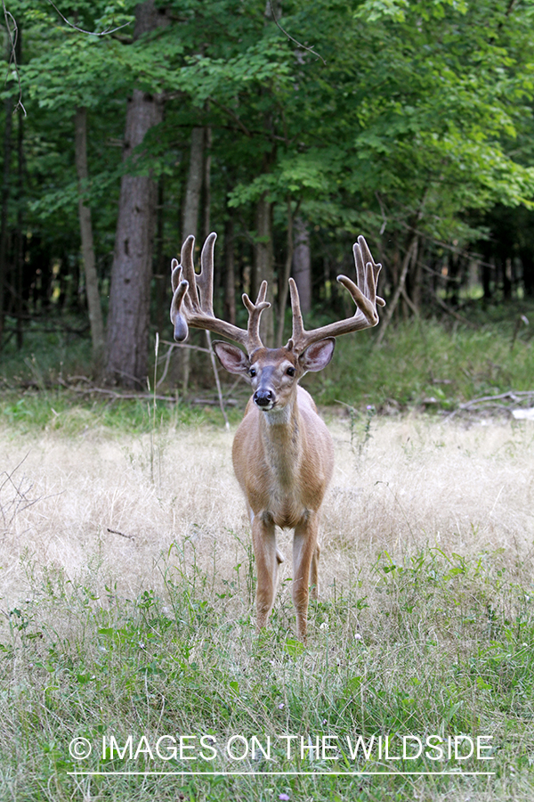 White-tailed buck in velvet.