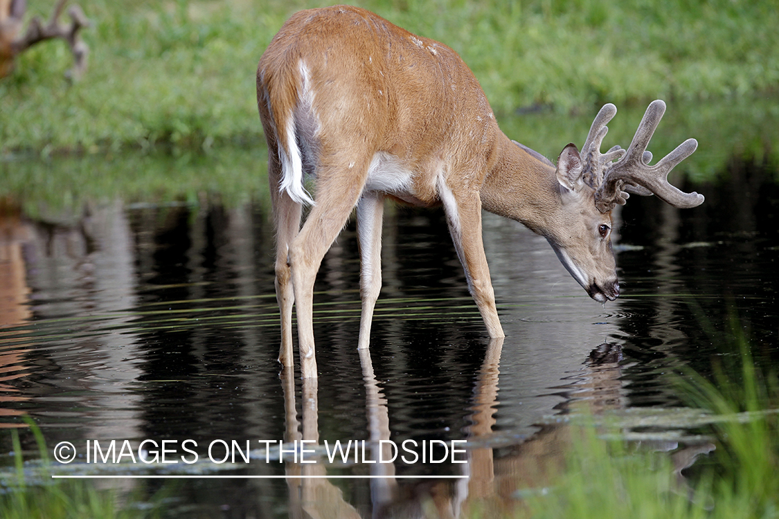 White-tailed buck in velvet with reflection.