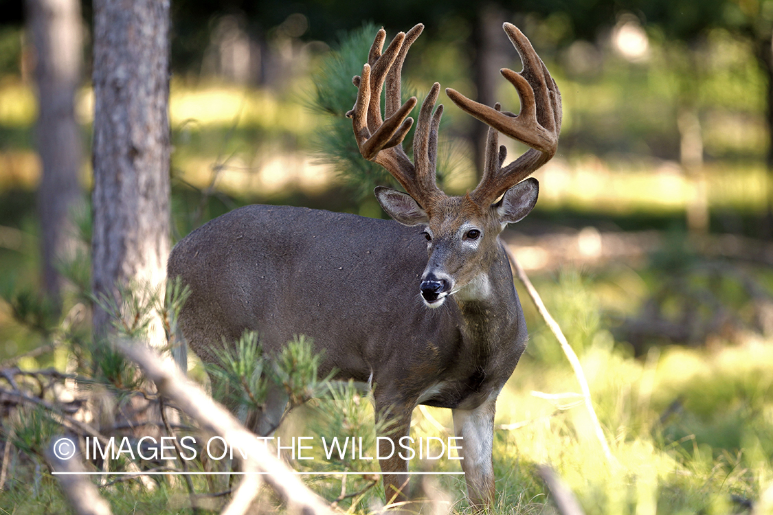 White-tailed buck in velvet.