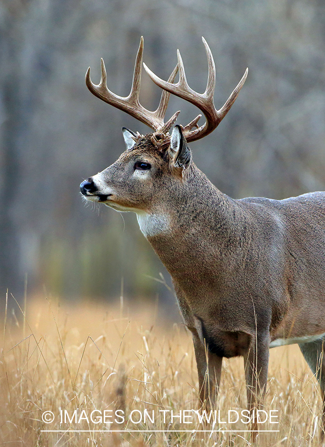 White-tailed buck in habitat.