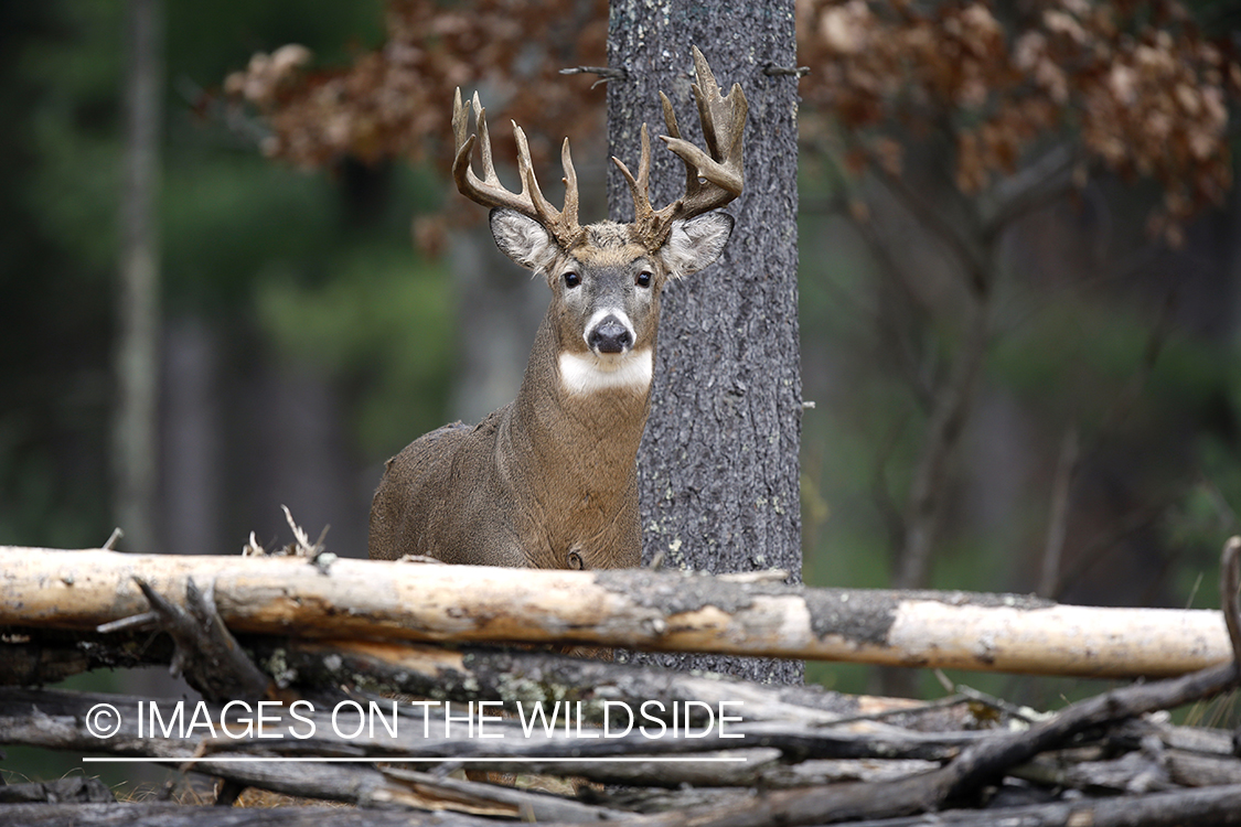 White-tailed buck in habitat.