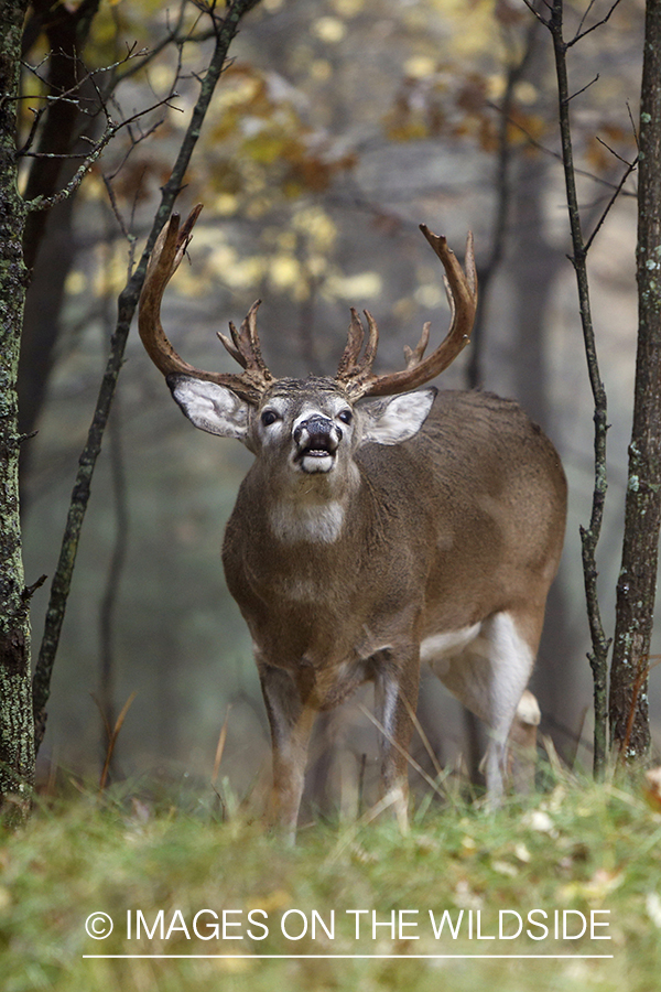 White-tailed buck lip curling.