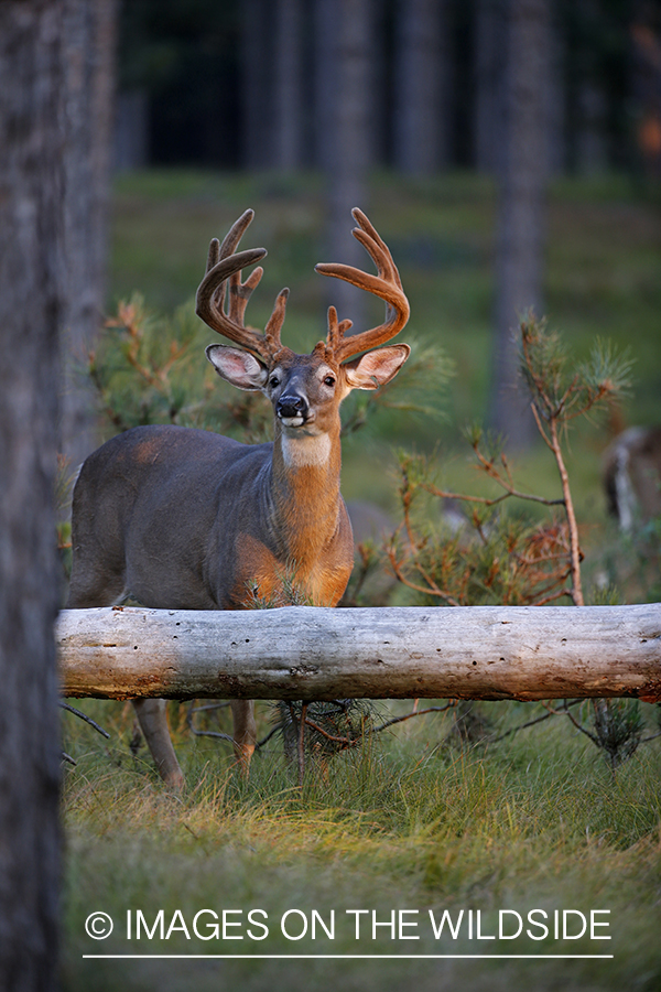 White-tailed Buck in Velvet.