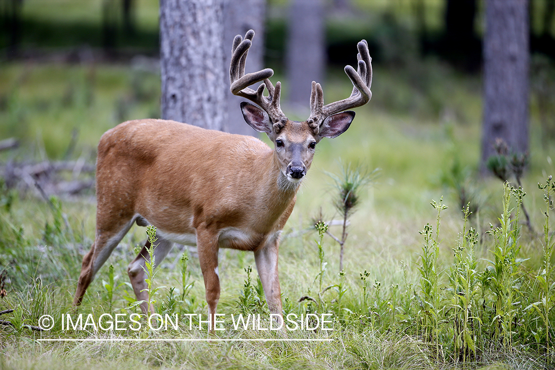 White-tailed buck in Velvet.