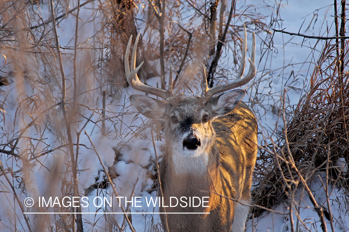 White-tailed buck looking up at hunter in tree stand.