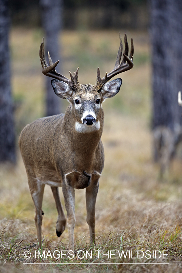 White-tailed buck in woods.