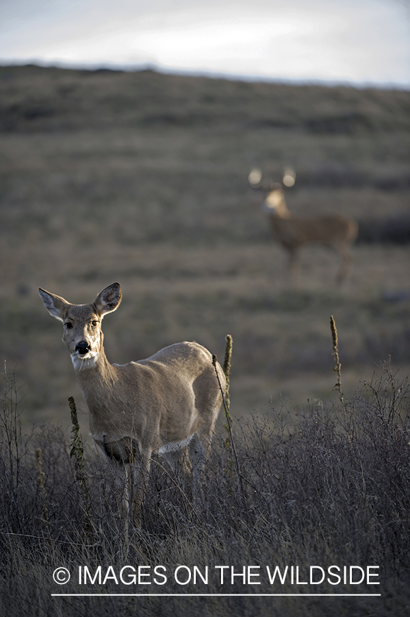 White-tailed buck pursuing doe.