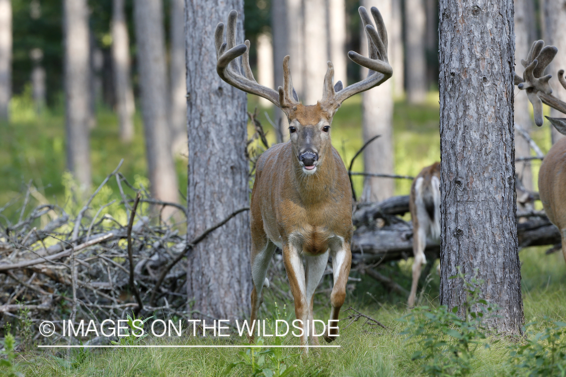 White-tailed buck in velvet.