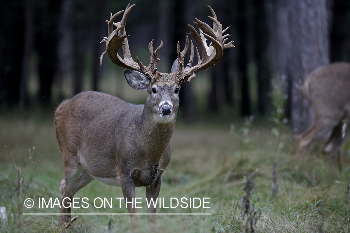 White-tailed buck in field.