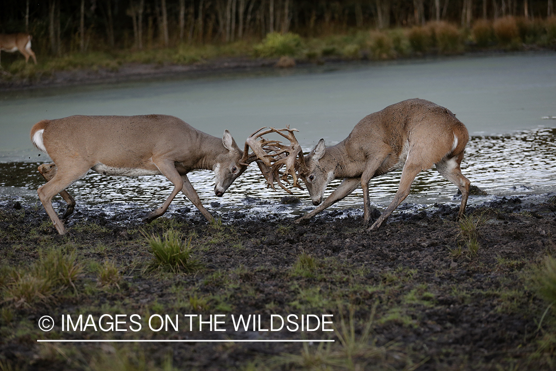 White-tailed bucks fighting during rut.