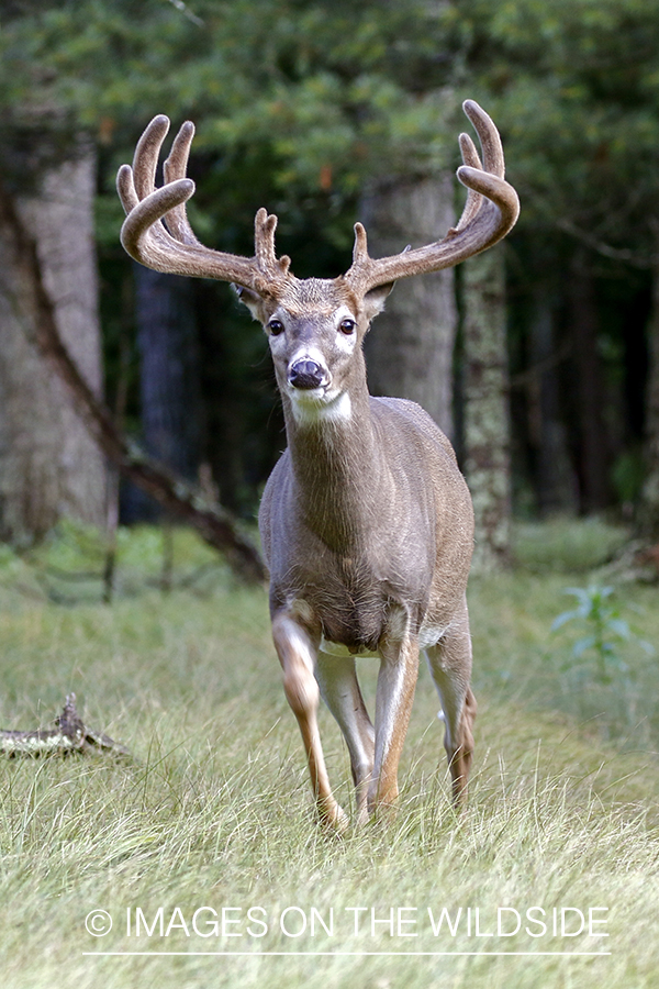 White-tailed buck in field.