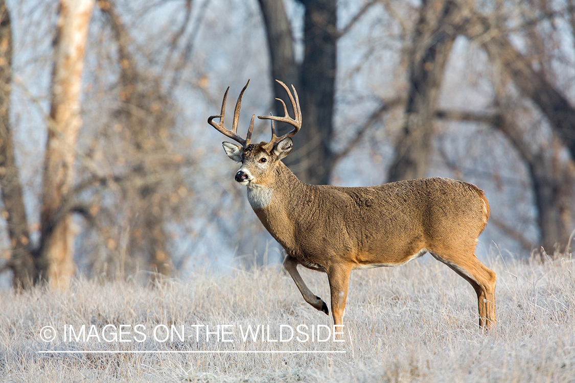 White-tailed buck in field.