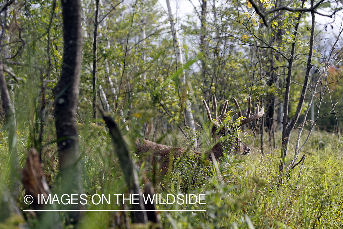 White-tailed buck in Velvet.