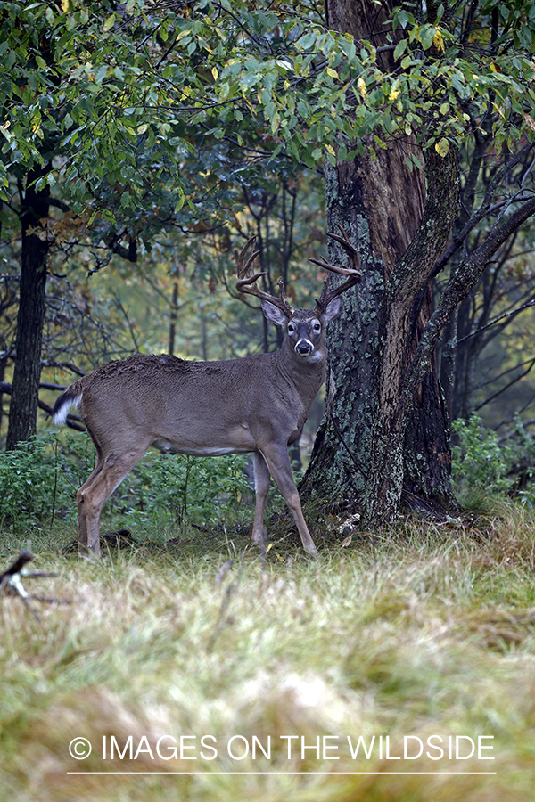 White-tailed buck in the rut.