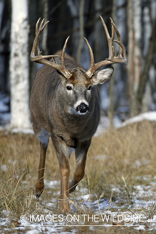 White-tailed buck in the Rut.