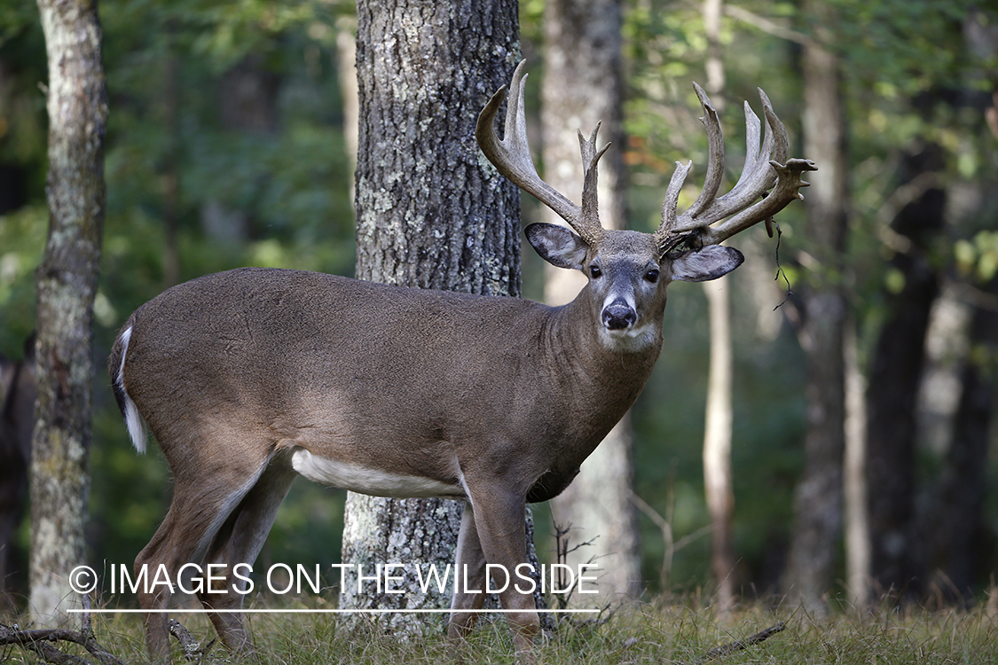 White-tailed buck in the Rut.