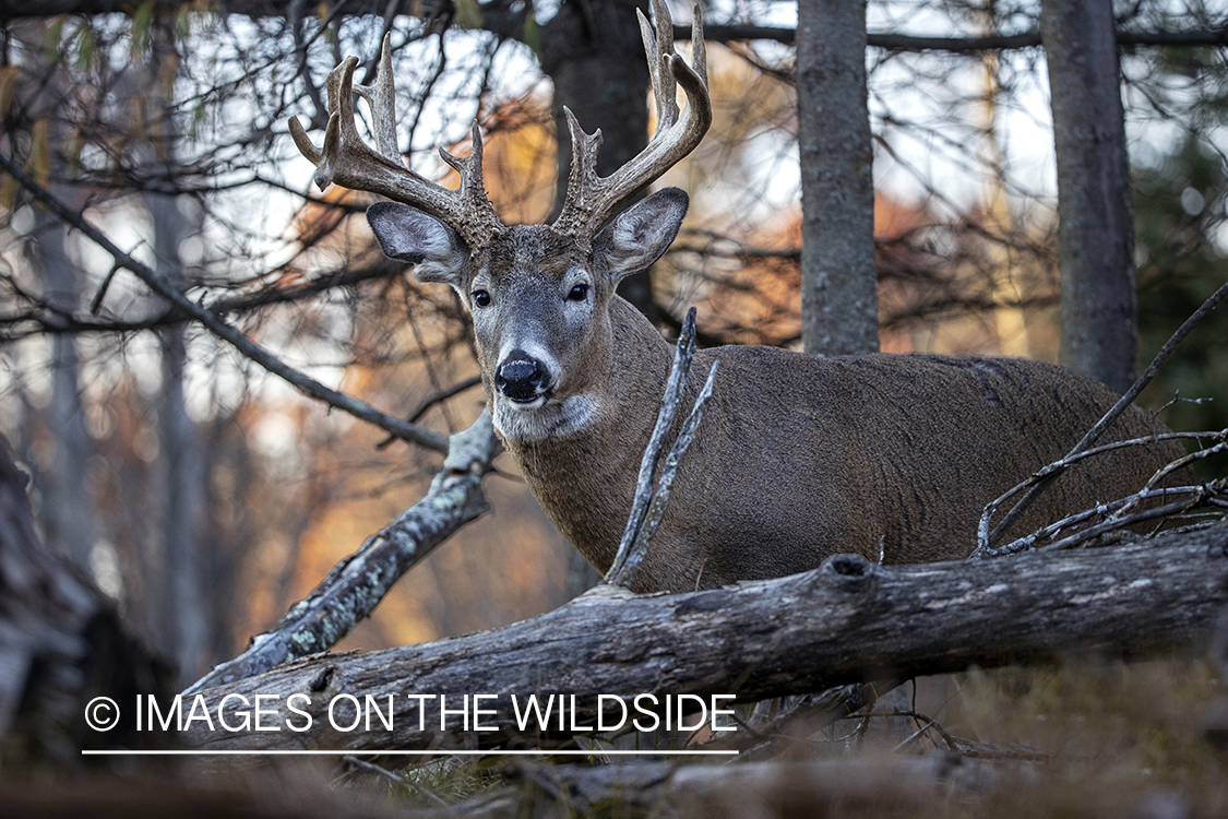 White-tailed buck in field.