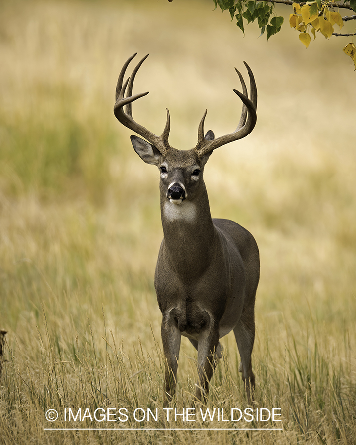 White-tailed deer in field.