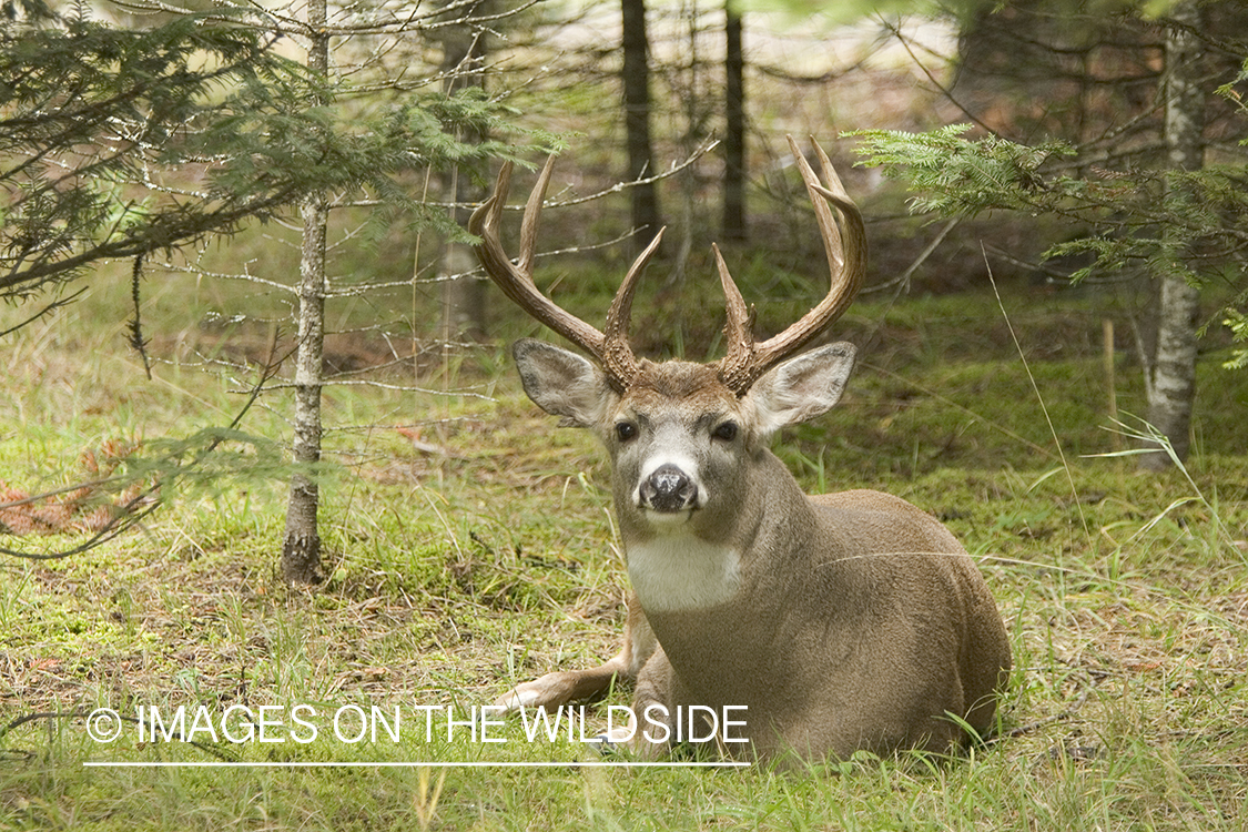 White-tailed buck in bedded down.