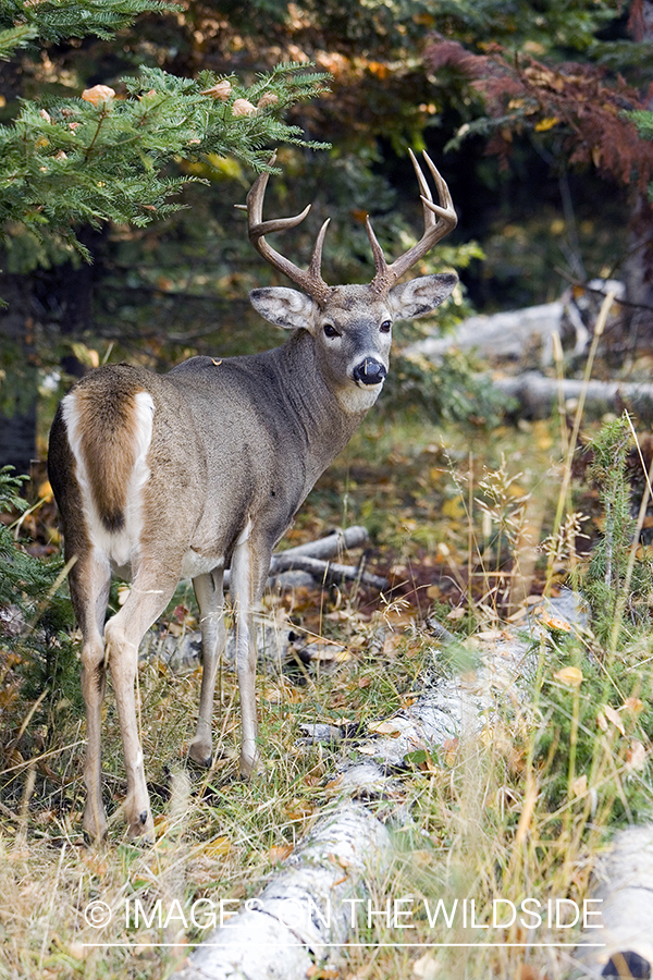 White-tailed deer in habitat