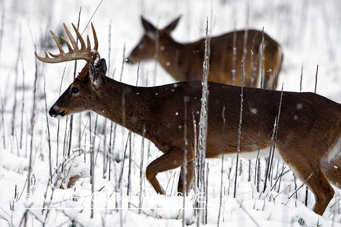 White-tailed deer in winter habitat